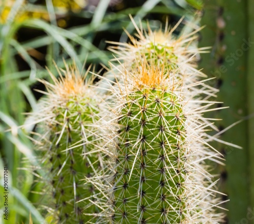 Cacti Kakteen Close-up