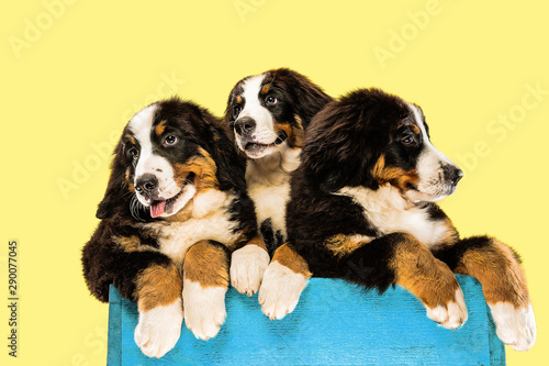 Berner sennenhund puppies posing. Cute white-braun-black doggy or pet is playing on yellow background. Looks attented and playful. Studio photoshot. Concept of motion, movement, action. Negative space