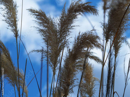 Tall grasses blowing in a gentle breeze against a blue summer sky