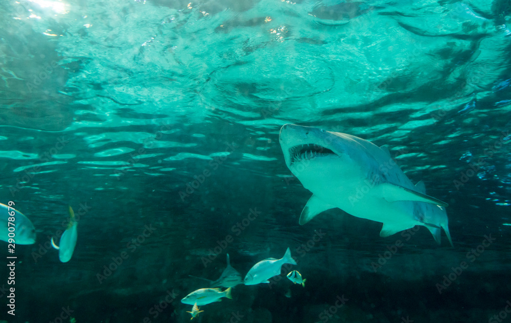 Fototapeta premium Underwater view of sand tiger shark, carcharias taurus.