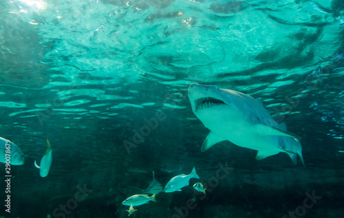 Underwater view of sand tiger shark, carcharias taurus. © Wollwerth Imagery
