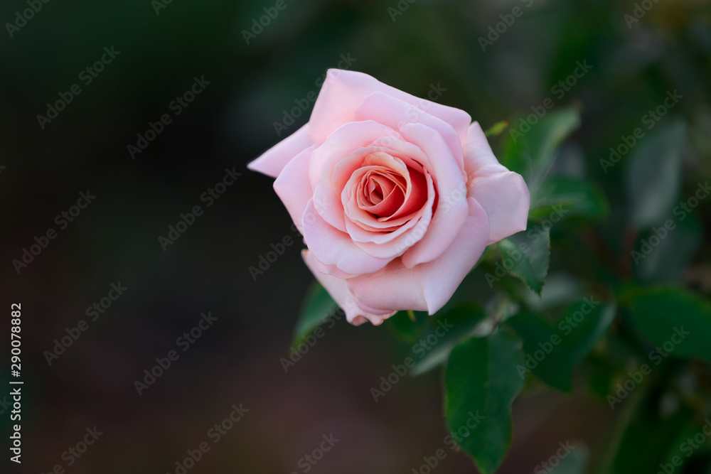 Beautiful pink rose in the garden Beautiful pink rose in the garden