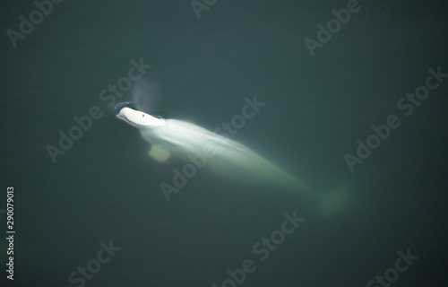 High angle view of white whale in water photo