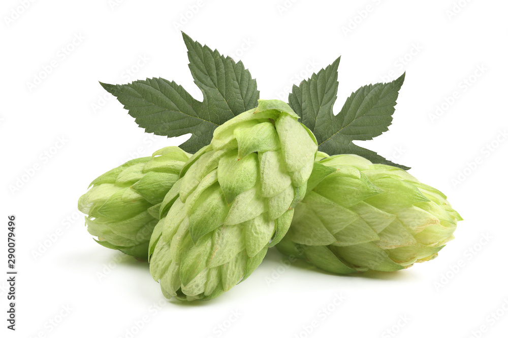 Hop cones isolated on white Hop cones isolated on white