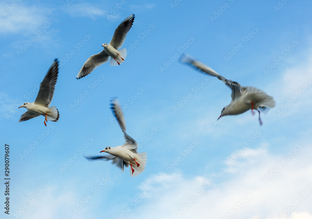 Seagulls flying on sky spread open wings