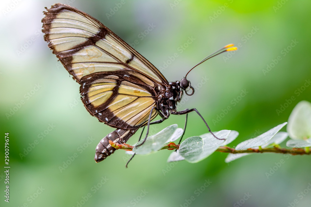 Fototapeta premium Glasswing Butterfly (Greta oto) in a summer garden