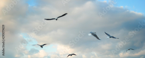 Flying seagulls in the sky © ersoy