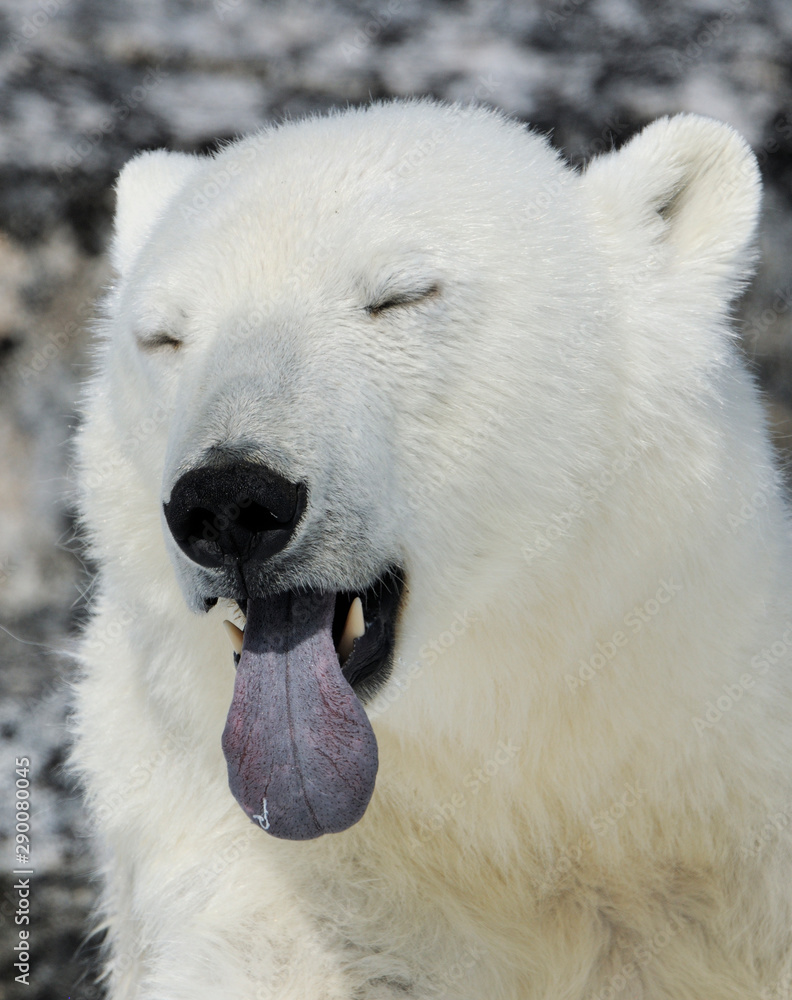 Close up of Polar bear Close up of Polar bear