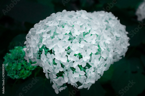 Blume