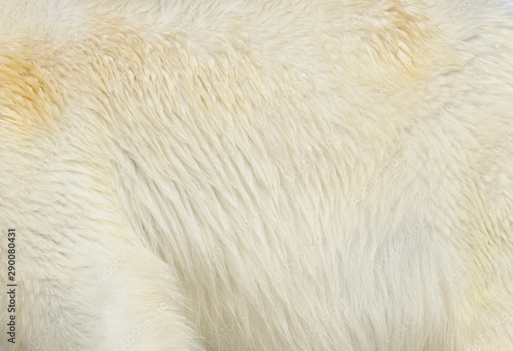 Close up of Polar bear's fur Close up of Polar bear's fur