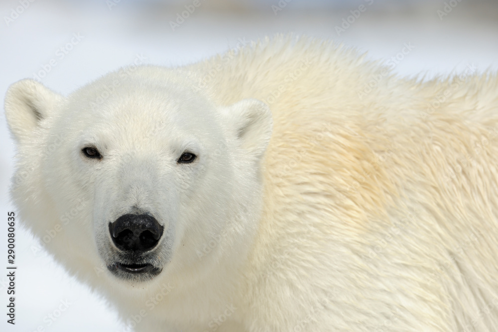 Polar bear close up portrait Polar bear close up portrait