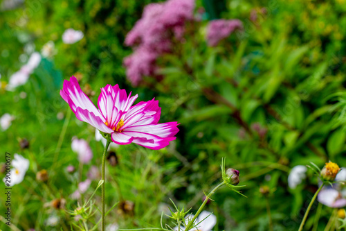Cosmos flower white with a pink edge close-up. Blooming cosmea blossom natural fresh landscape background wallpaper