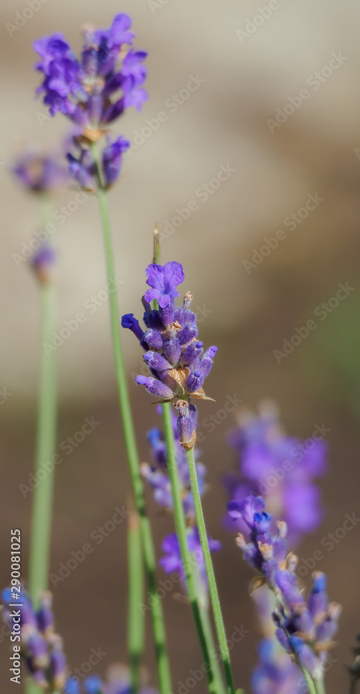 Obraz premium Lavender flower
