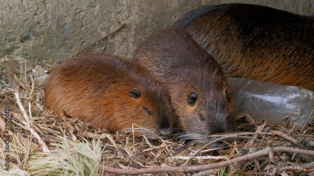Nutria coypu (Myocastor coypus) family in sewer Nutria coypu (Myocastor coypus) family in sewer