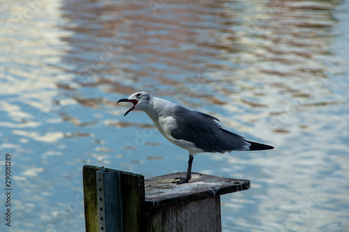 A Seagull is yelling unhappily by the lake