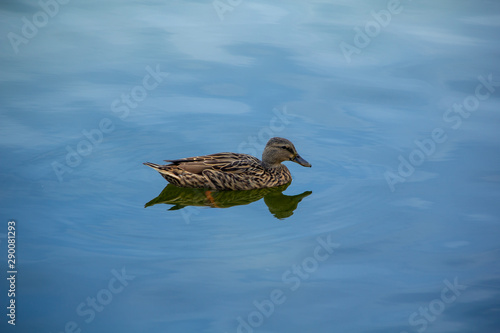 a duck floating on a blue lake