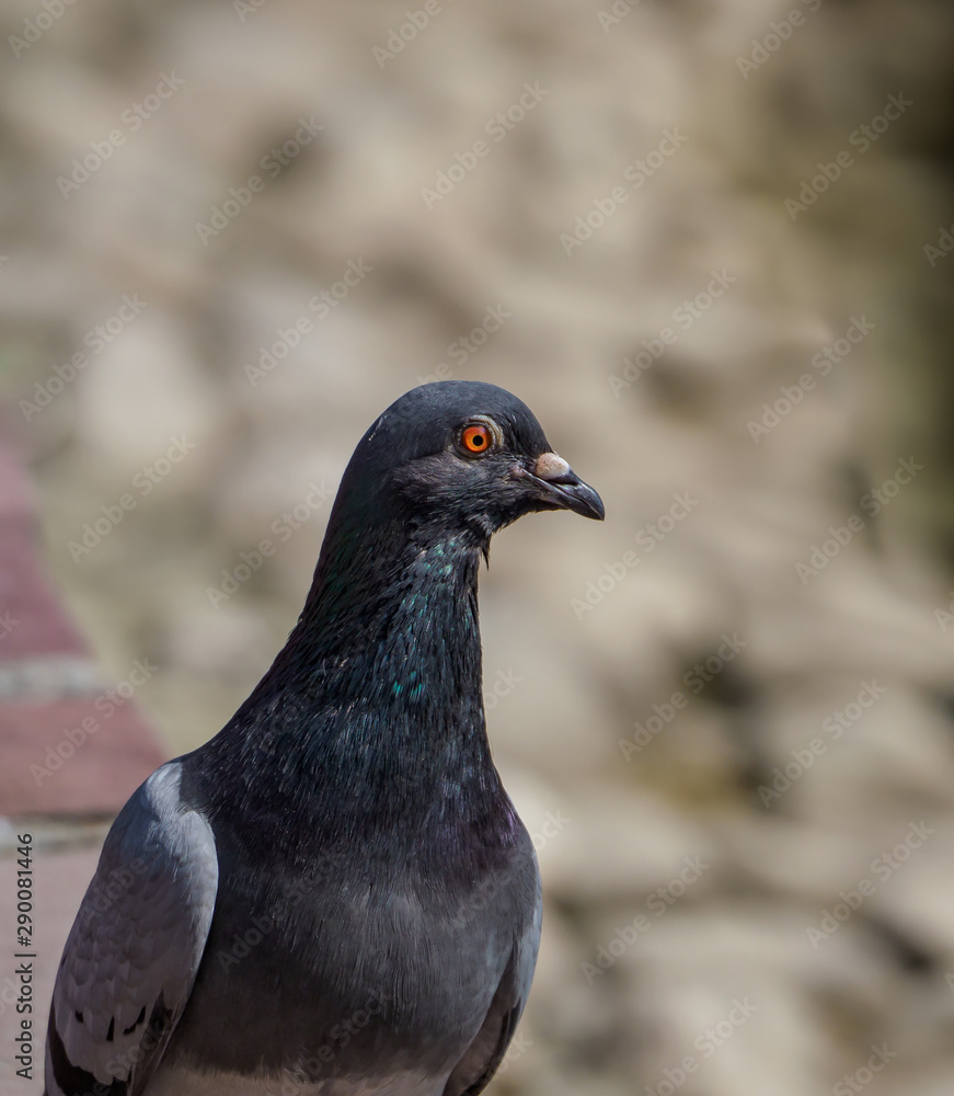 Portrait of a pigeon Portrait of a pigeon
