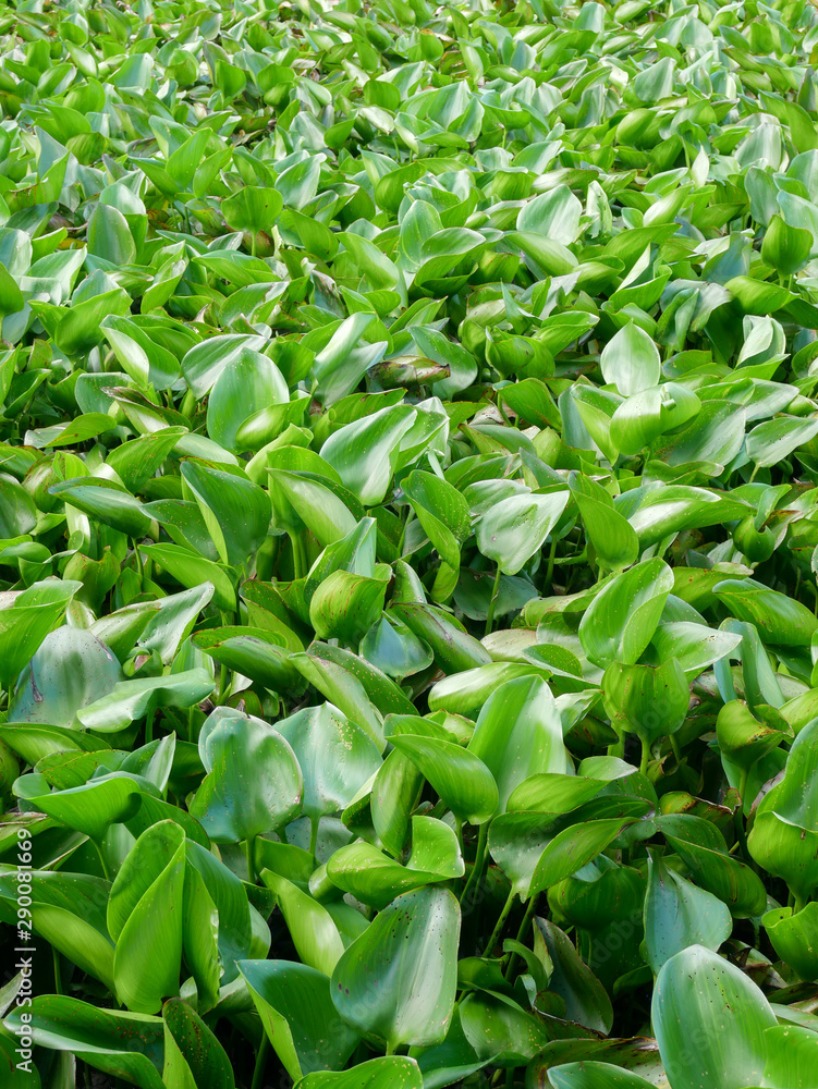 Water hyacinth plants green leaves background Water hyacinth plants green leaves background