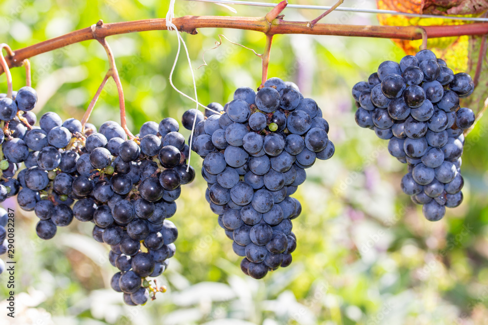 Harvest festival, bunch of ripe large varietal dark blue wine grapes, horizontal fruit background