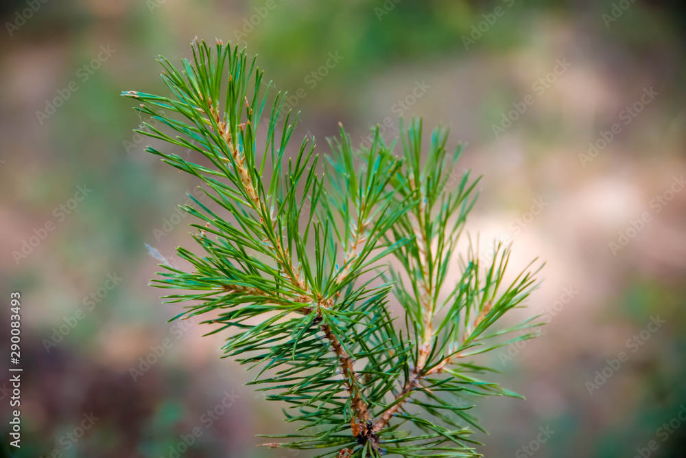 A small sprig of green spruce, in the woods A small sprig of green spruce, in the woods