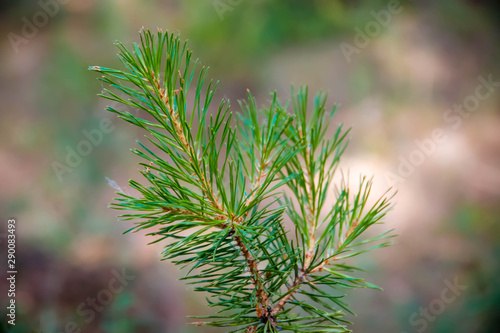 A small sprig of green spruce, in the woods