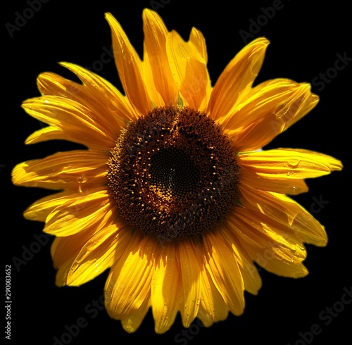 Sonnenblume mit schwarzen Hintergrund 