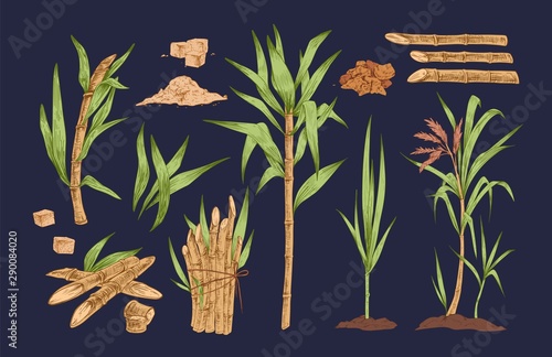 Hand drawn vector collection of sugar cane sprigs, stalks and leaves isolated illustrations. Realistic, detailed, colorful set of organic, tropical sugarcane plant. Vintage botanical drawing.