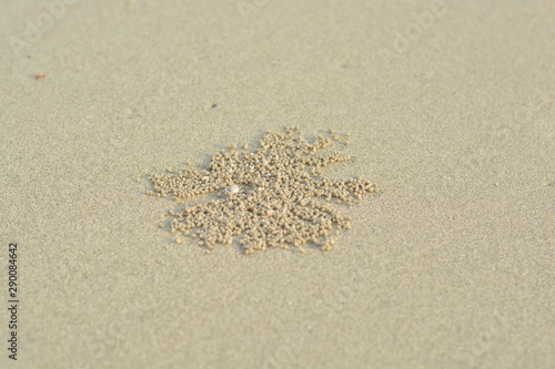 Wind crabs are coming out of the hole, which is their habitat on the beach.