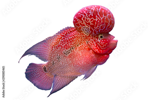 Photography Red flower horn cichlid fish isolated on white background