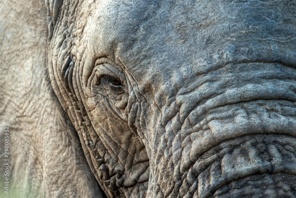 Portrait of a big beautiful elephant outdoors, wild animal, safari game drive, Eco travel and tourism, Kruger national park, South Africa, mammal in natural environment,african wildlife Portrait of a big beautiful elephant outdoors, wild animal, safari game drive, Eco travel and tourism, Kruger national park, South Africa, mammal in natural environment,african wildlife