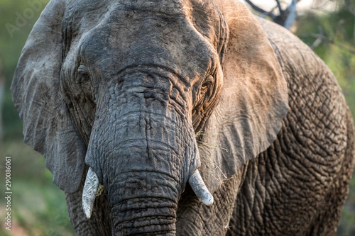 Portrait of a big beautiful elephant outdoors, wild animal, safari game drive, Eco travel and tourism, Kruger national park, South Africa, mammal in natural environment,african wildlife © Ji