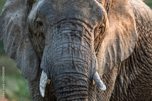 Portrait of a big beautiful elephant outdoors  wild animal  safari game drive  Eco travel and tourism  Kruger national park  South Africa  mammal in natural environment african wildlife