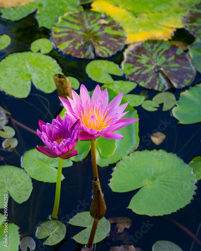 Viviparous red tropical water lily