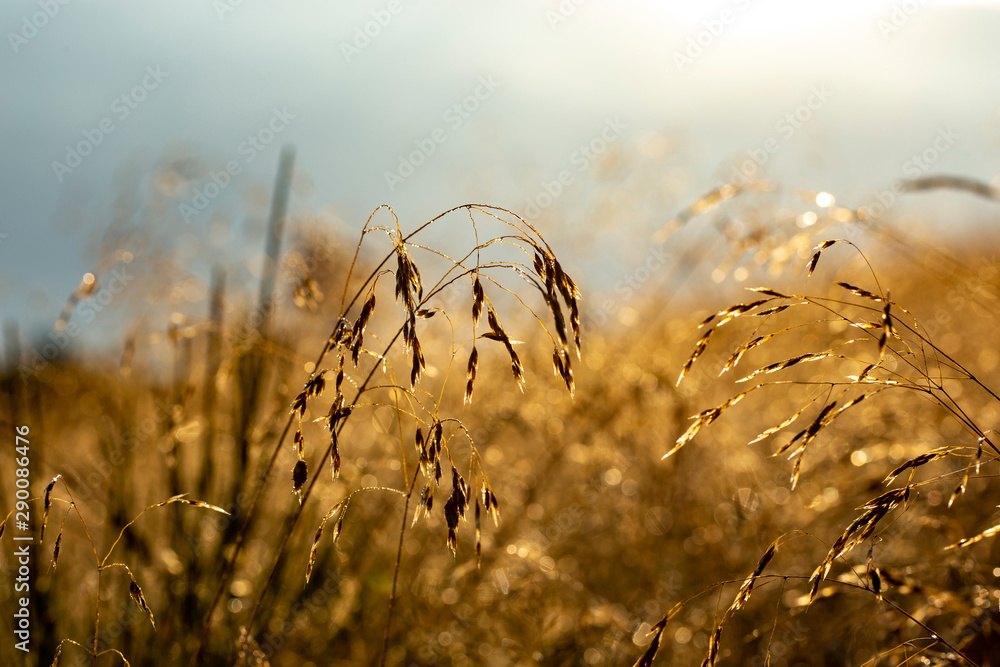 Fototapeta premium beach grass in the morning sun