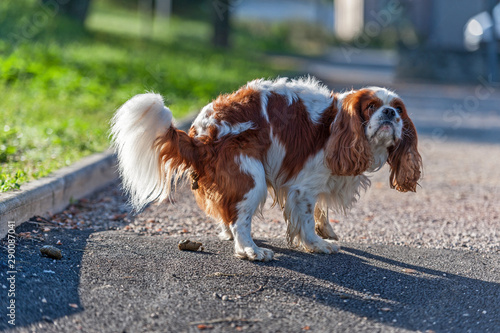 Photos Déjections canine