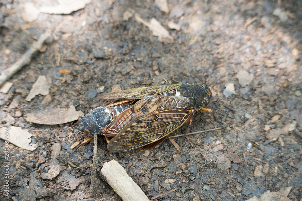 Fototapeta premium アブラゼミの交尾