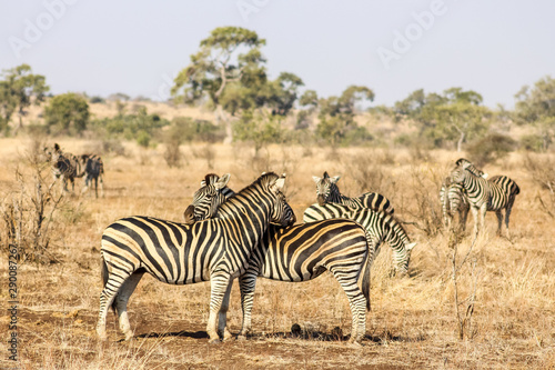 Zebra in South Africa Savannah