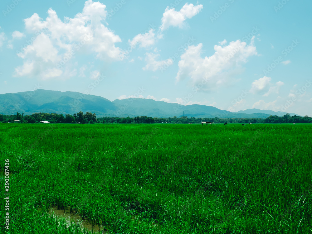 Old-fashioned rice fields