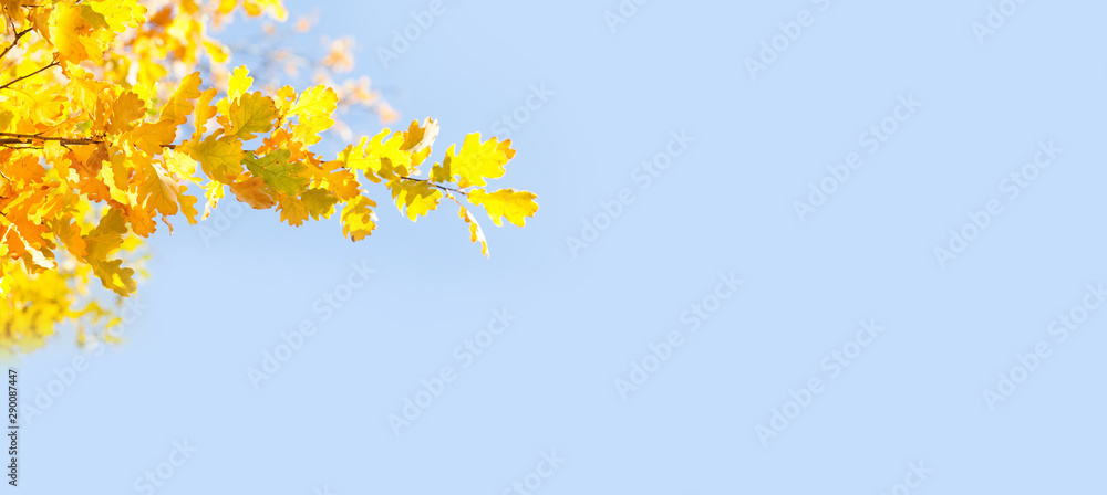Yellow oak leaves on blue sky background. Sunny day autumn nature landscape in the park. copy space