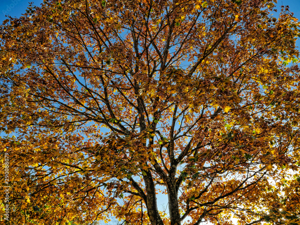 Autumnal treetop in the back light