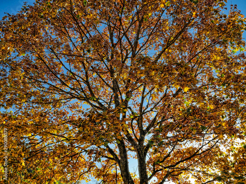 Autumnal treetop in the back light