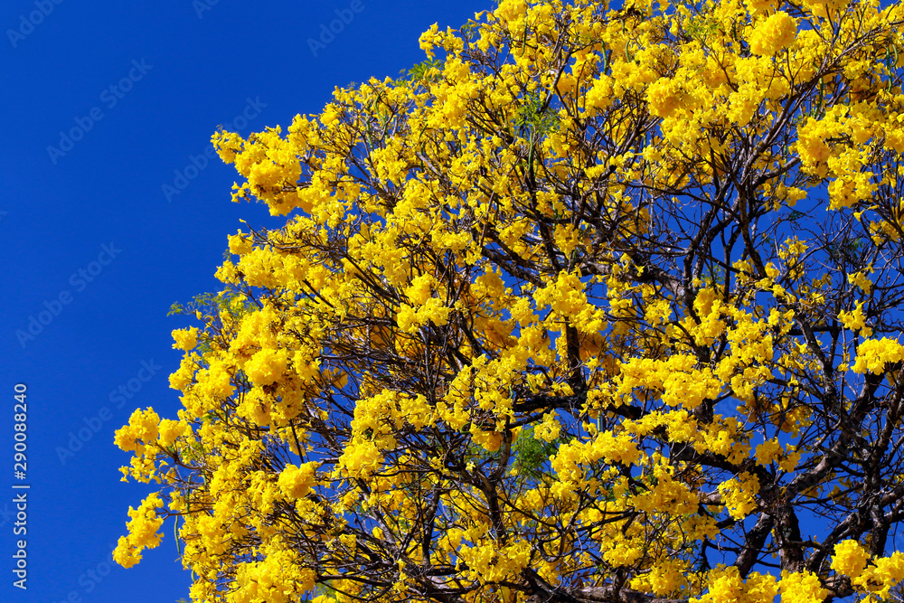 Bloom detail yellow ipe with blue sky Bloom detail yellow ipe with blue sky