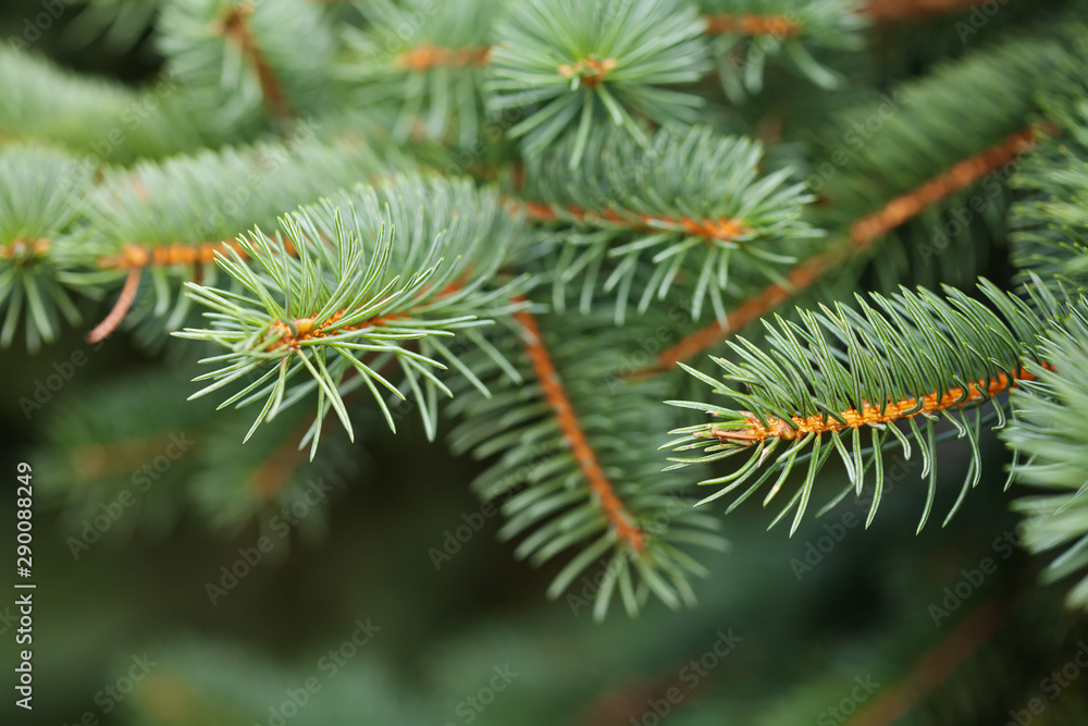 Organic tree branch macro view. Natural Christmas spruce tree background. selective focus