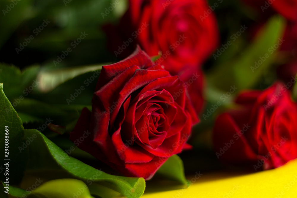 Fototapeta premium red roses bouquet macro floral love romantic passion holiday card 