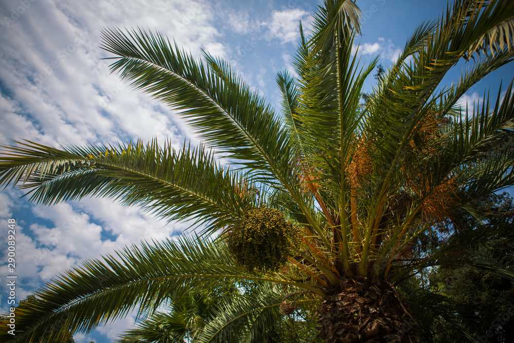 beautiful landscape with palm trees and tropical plants