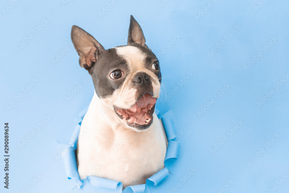 The happy and joyful head of a Boston Terrier dog peeks through a hole in the paper.