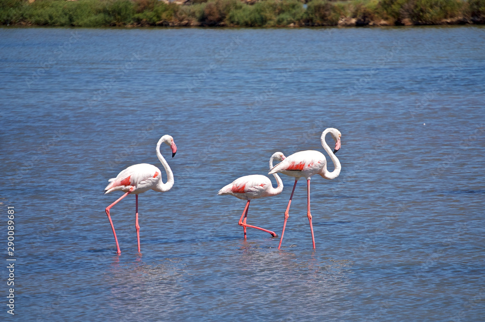 Sardinia - Island of San Pietro