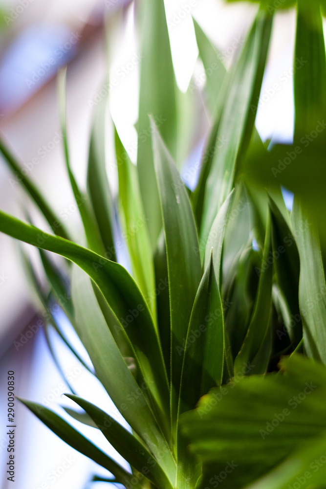 Green house plants. Green leave plants. Interior garden with green plants. Green house plants. Green leave plants. Interior garden with green plants.