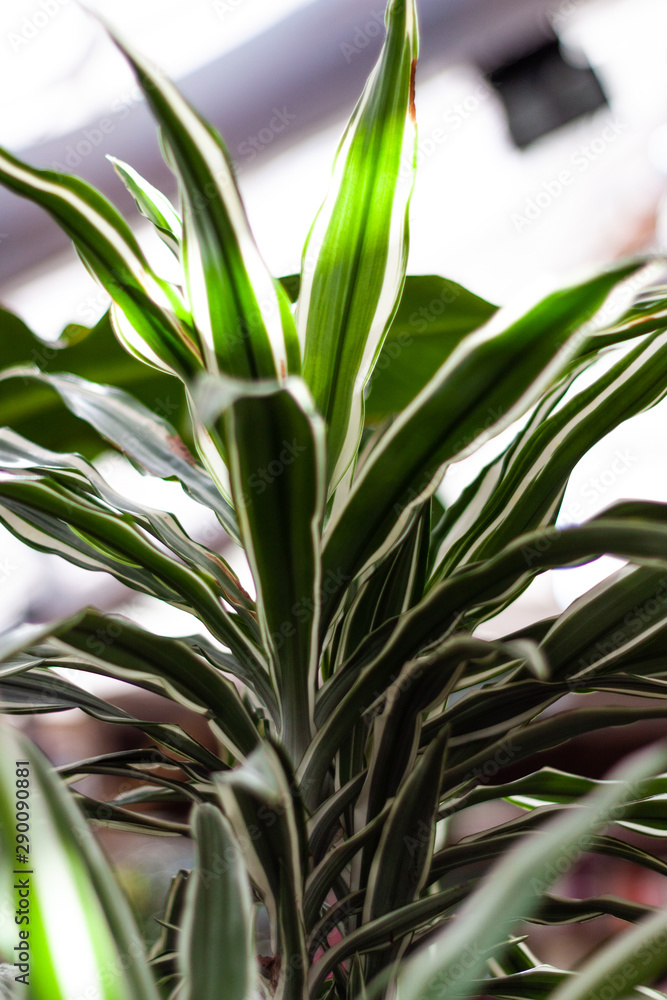 Green house plants. Green leave plants. Interior garden with green plants. Green house plants. Green leave plants. Interior garden with green plants.