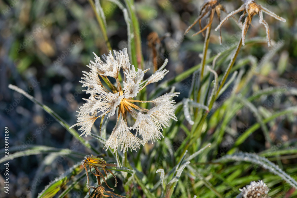 frosted dandelion frosted dandelion